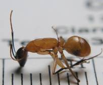 millimetre sized ant